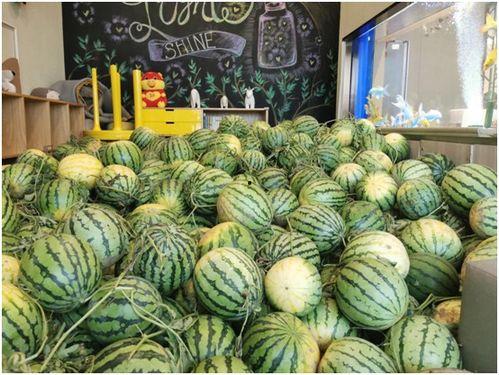 在哪里可以免费吃瓜,畅享夏日清凉新体验 第1张 在哪里可以免费吃瓜,畅享夏日清凉新体验 第1张