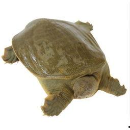 甲鱼爆料视频动画片,揭秘动画片背后的秘密与奇遇 第3张 甲鱼爆料视频动画片,揭秘动画片背后的秘密与奇遇 第3张